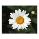 Search for daisy picture posters Yellow
