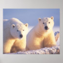 Search for sows posters 1002 coastal plain
