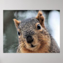 Search for fur tree posters Squirrel