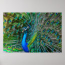 Search for blue peacock bird posters Nature