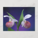 Search for bruce postcards Botanical