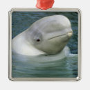 Search for beluga whale decor Marine