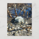 Search for beach pebbles postcards Ocean