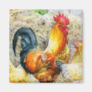 Search for feathered birds magnets Rooster