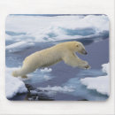 Search for habitat electronics Mammal
