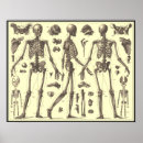 Search for vintage medical skeleton posters Skull