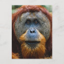 Search for ape postcards Rainforest