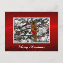 Search for cute squirrel pictures postcards Mammal