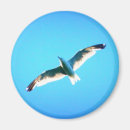 Search for soaring magnets Bird