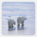 Search for bear family stickers Wildlife