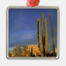 Search for baja christmas tree decorations Cardon cactus
