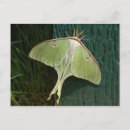 Search for luna moth postcards Wildlife