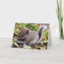 Search for gray squirrel cards Grey