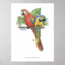 Search for gold macaw posters Animal