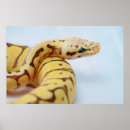 Search for yellow snakes posters Python