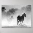 Search for white horse running posters Black and white