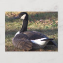 Search for goose postcards Animals
