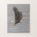 Search for american bald eagle puzzles Wildlife