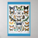 Search for papillon vintage posters Nature