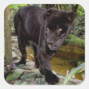 Search for captivity stickers Superstock