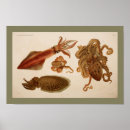 Search for cuttlefish posters Sea life