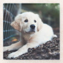 Search for puppy coasters Young animal