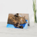 Search for cat hug cards Animals