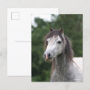 Search for dapple grey postcards Animal