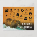 Search for paws postcards Wild