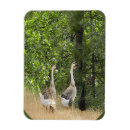 Search for duck magnets Black