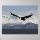 Search for haliaeetus posters Alaska