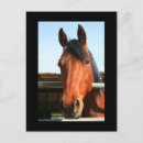 Search for dark brown postcards Animal