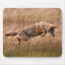 Search for focus mousepads No people