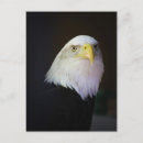Search for birds of america postcards Bald eagle