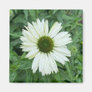 Search for green daisy magnets White