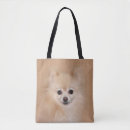 Search for pomeranian accessories Orange