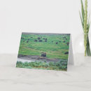 Search for american bison cards Yellowstone