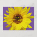 Search for happy birthday sunflower postcards Yellow