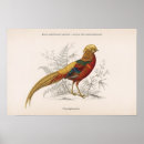 Search for pheasant posters Ornithology