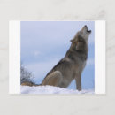 Search for grey wolf postcards Canis
