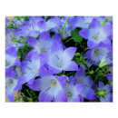 Search for bellflower art Flowers