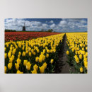 Search for dutch flowers posters Field