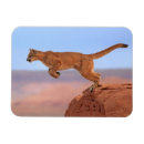 Search for red rock magnets Horizontal