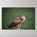 Search for buzzard posters Nature