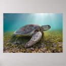 Search for green turtle posters Ocean