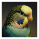Search for budgies posters Pet
