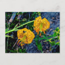 Search for tiger lily postcards Flora