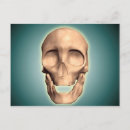 Search for human skull postcards Medicine