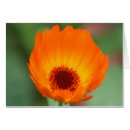 Search for calendula Flower