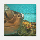 Search for ocean fun magnets Funny